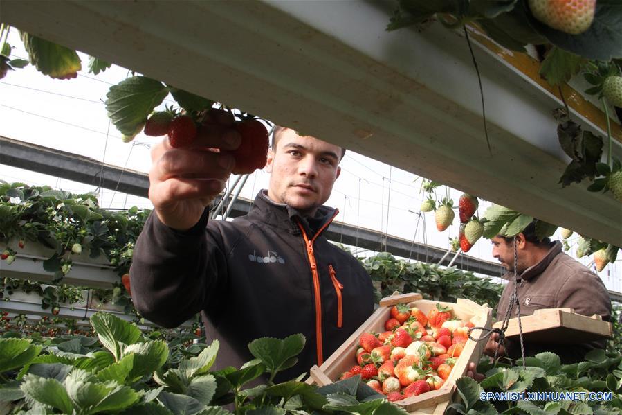 MEDIO ORIENTE-GAZA-FRESAS-COSECHA