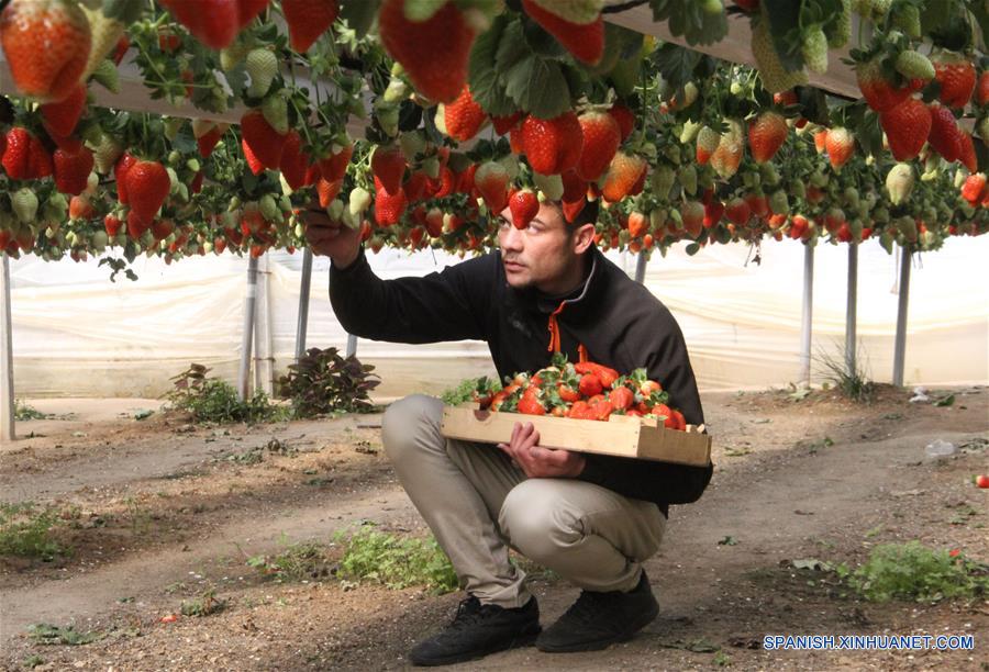MEDIO ORIENTE-GAZA-FRESAS-COSECHA