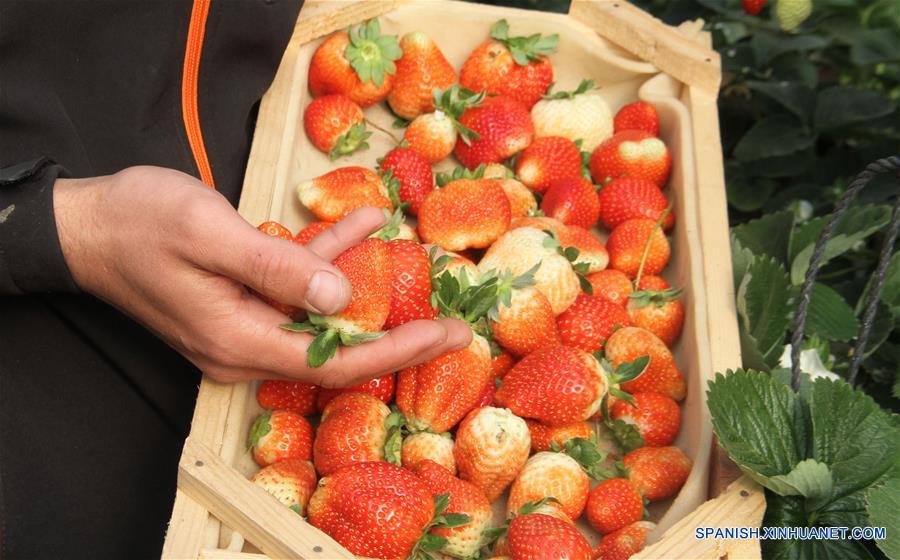 MEDIO ORIENTE-GAZA-FRESAS-COSECHA