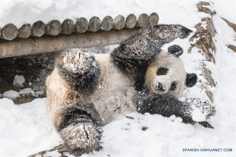 REPUBLICA DE COREA-YONGIN-EVERLAND-MUNDO DEL PANDA-ABIERTO AL PUBLICO-MIL DIAS