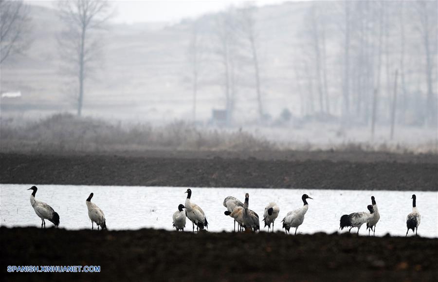 CHINA-GUIZHOU-AVES MIGRATORIAS-SERIE