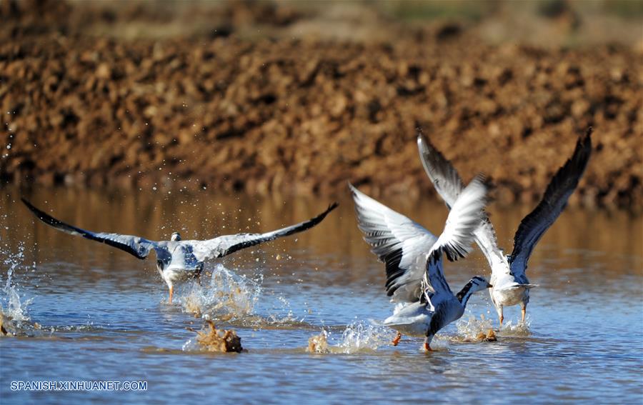 CHINA-GUIZHOU-AVES MIGRATORIAS-SERIE