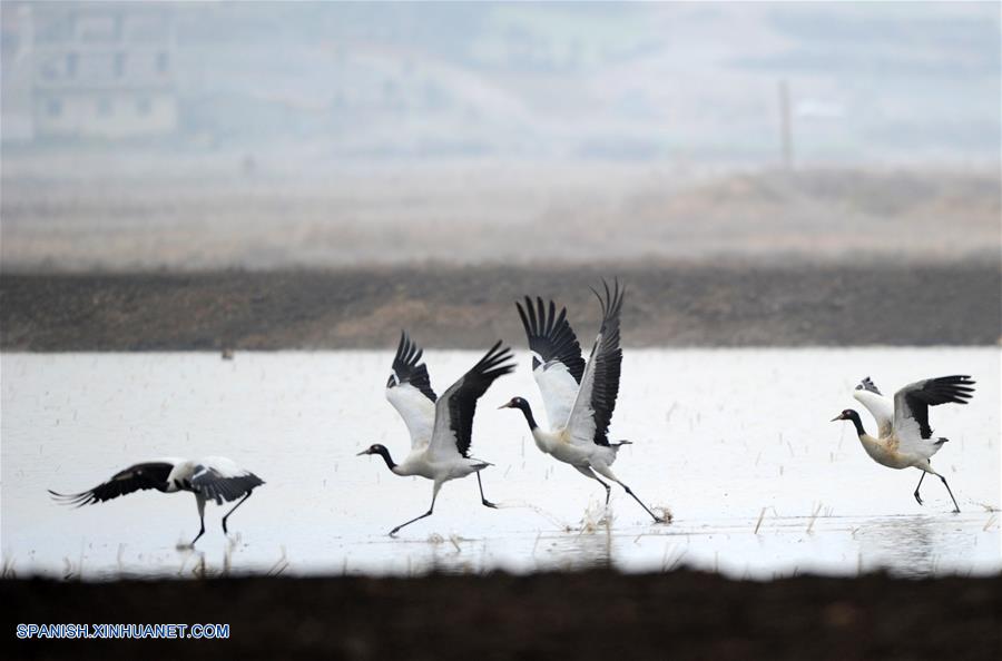 CHINA-GUIZHOU-AVES MIGRATORIAS-SERIE