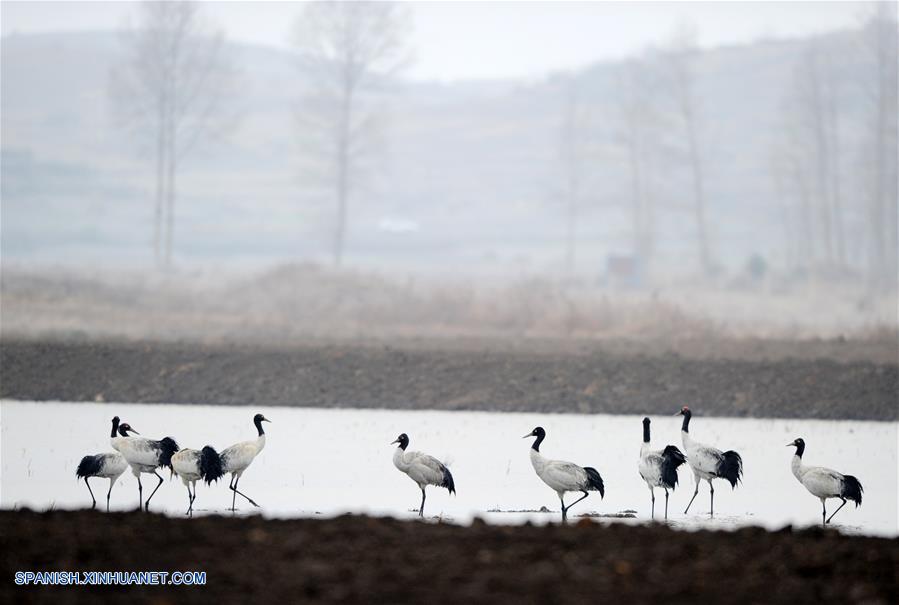 CHINA-GUIZHOU-AVES MIGRATORIAS-SERIE