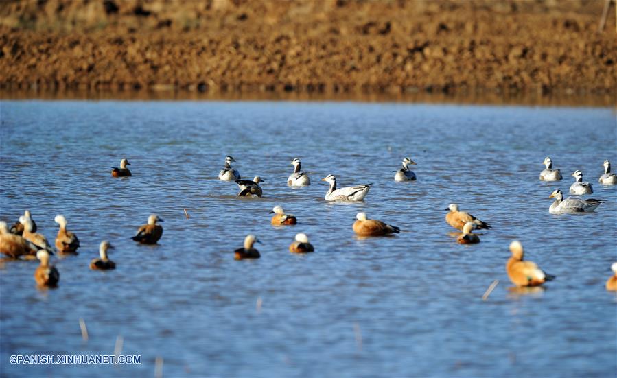 CHINA-GUIZHOU-AVES MIGRATORIAS-SERIE