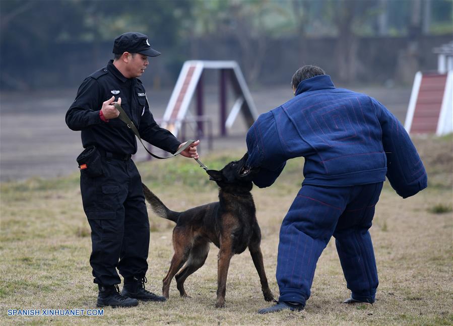CHINA-GUANGXI-PERRO POLICIA-ENTRENAMIENTO