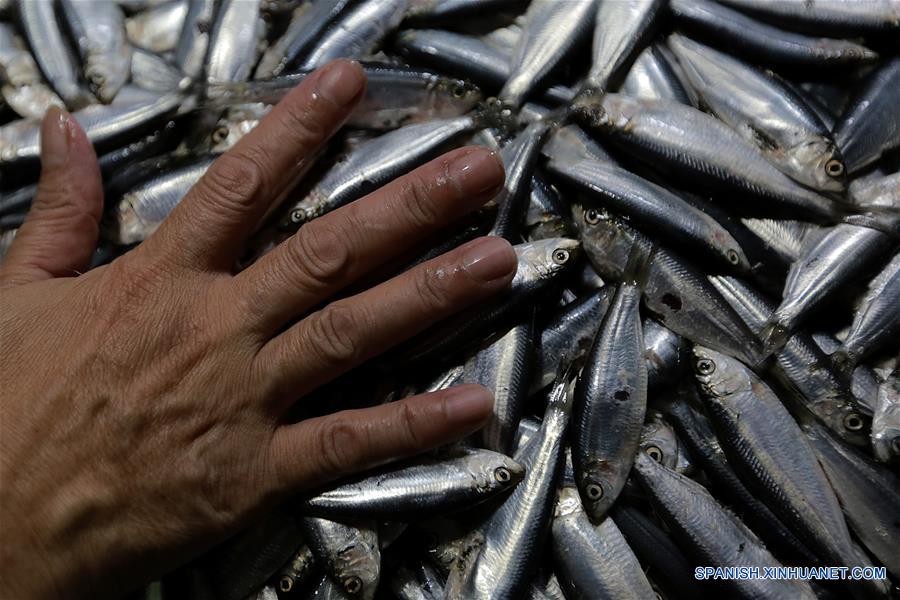 FILIPINAS-QUEZON-MERCADO-SARDINAS-PELIGRO DE EXTINCION