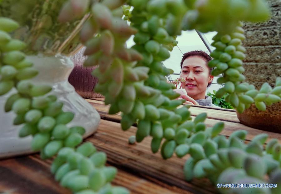 CHINA-HEBEI-PLANTAS SUCULENTAS-ECONOMIA