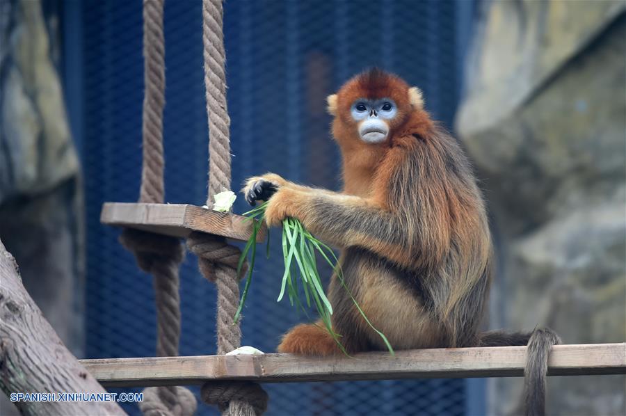 CHINA-CHONGQING-LANGUR CHATO DORADO 