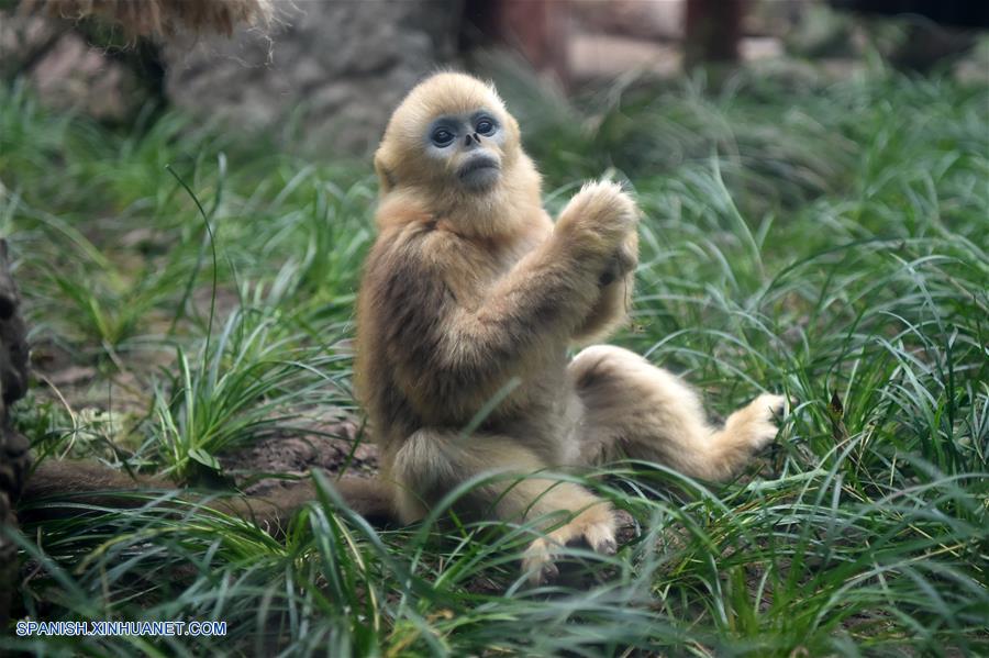 CHINA-CHONGQING-LANGUR CHATO DORADO 