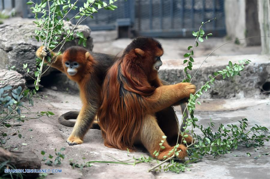 CHINA-CHONGQING-LANGUR CHATO DORADO 