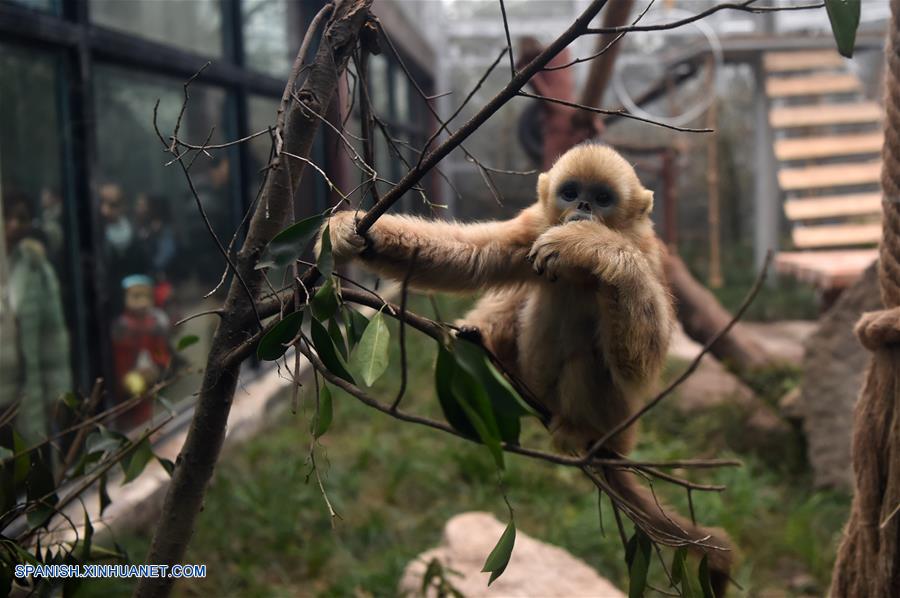 CHINA-CHONGQING-LANGUR CHATO DORADO 