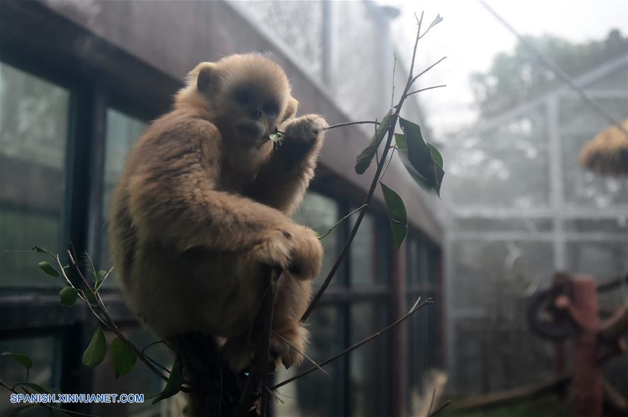 CHINA-CHONGQING-LANGUR CHATO DORADO 