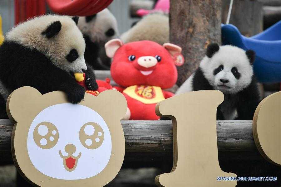 CHINA-SICHUAN-PANDAS GIGANTES-FESTIVAL DE PRIMAVERA