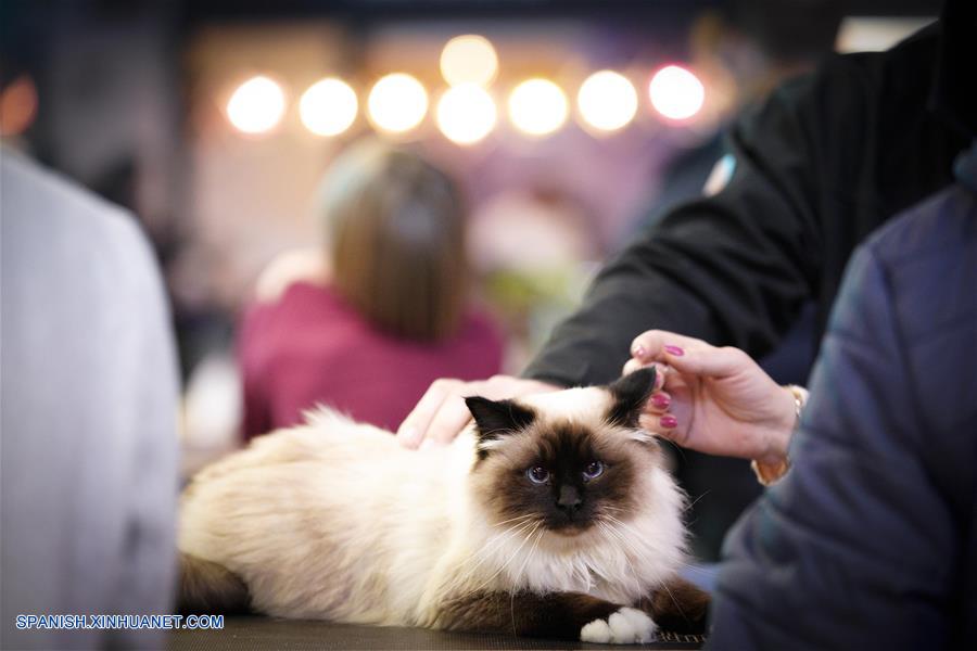 POLONIA-VARSOVIA-EXPOSICION DE GATOS