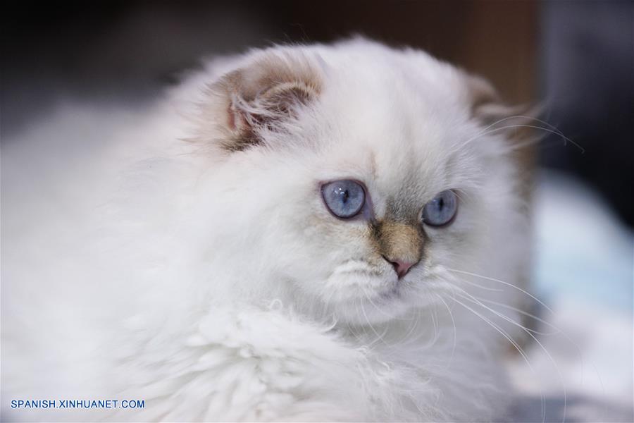 POLONIA-VARSOVIA-EXPOSICION DE GATOS