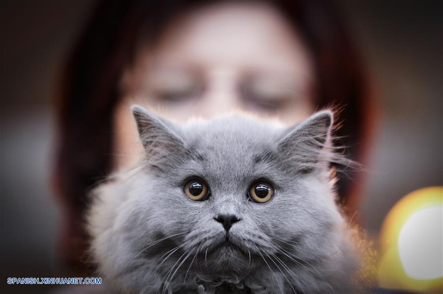 POLONIA-VARSOVIA-EXPOSICION DE GATOS