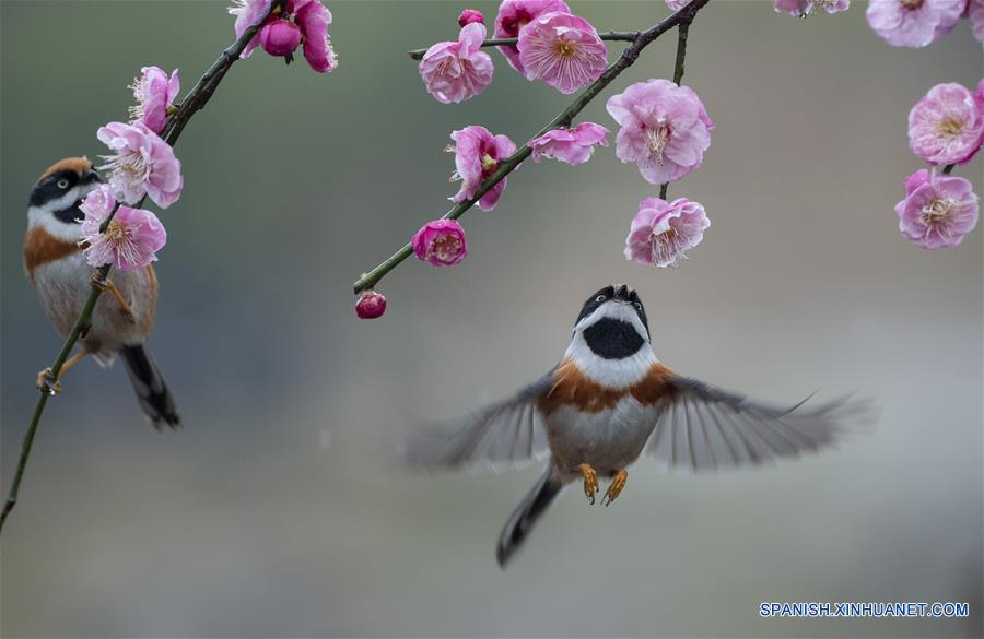 CHINA-JIANGSU-NATURALEZA-FLORES DE CIRUELO Y PAJAROS   