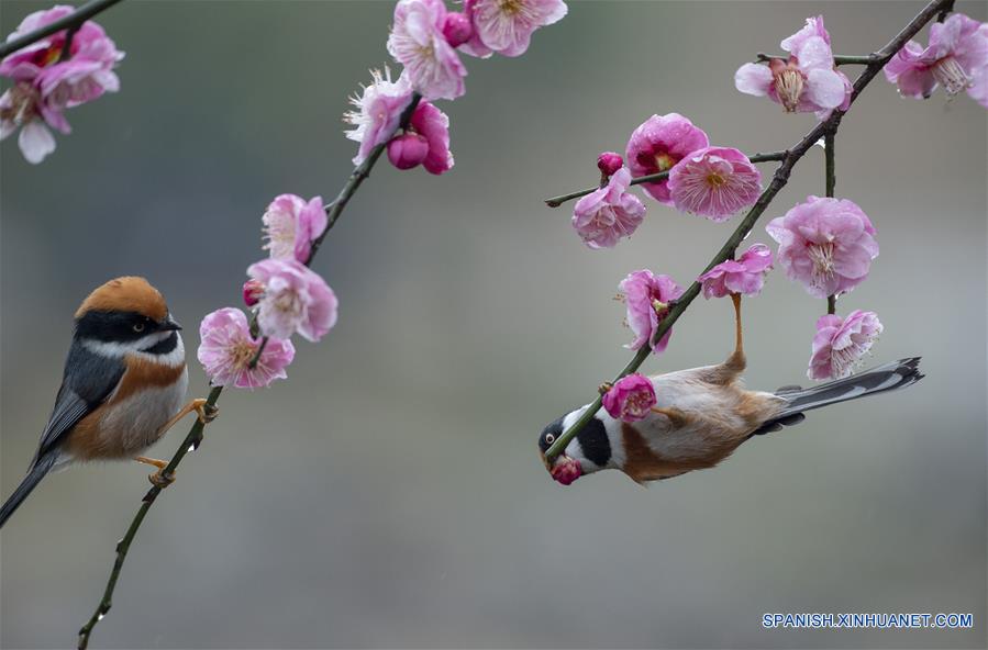 CHINA-JIANGSU-NATURALEZA-FLORES DE CIRUELO Y PAJAROS   