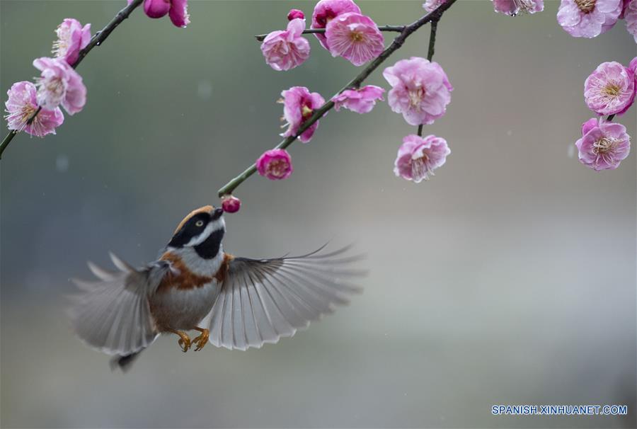 CHINA-JIANGSU-NATURALEZA-FLORES DE CIRUELO Y PAJAROS   
