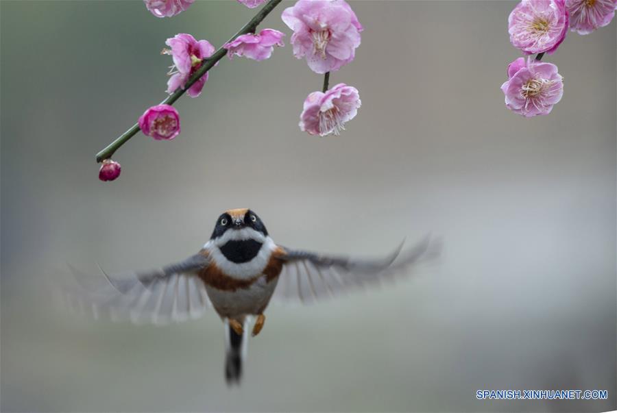CHINA-JIANGSU-NATURALEZA-FLORES DE CIRUELO Y PAJAROS   
