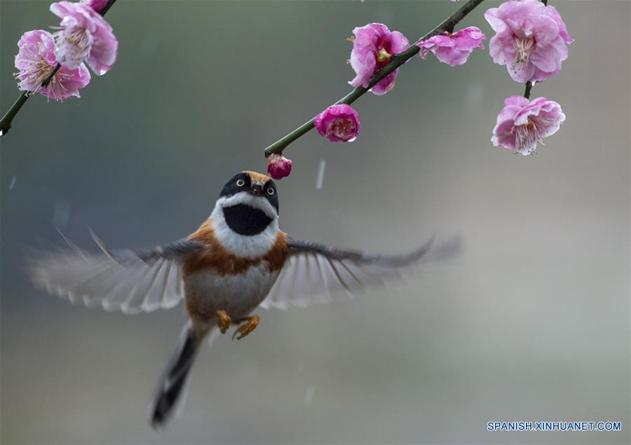 CHINA-JIANGSU-NATURALEZA-FLORES DE CIRUELO Y PAJAROS   