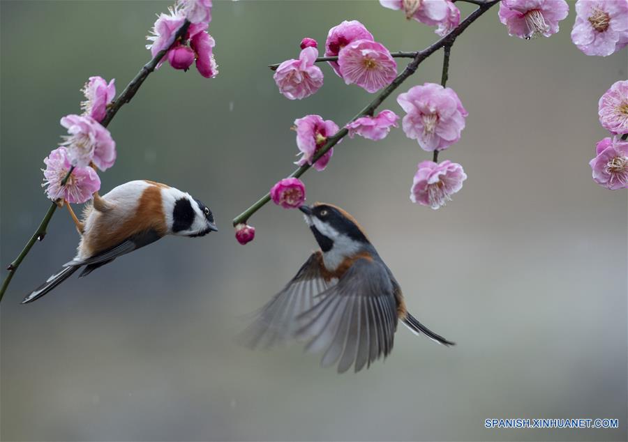 CHINA-JIANGSU-NATURALEZA-FLORES DE CIRUELO Y PAJAROS   