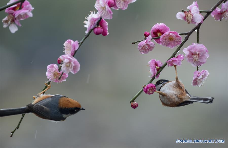 CHINA-JIANGSU-NATURALEZA-FLORES DE CIRUELO Y PAJAROS   