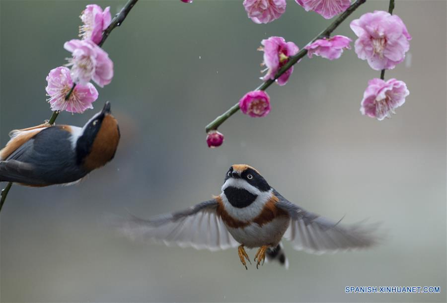 CHINA-JIANGSU-NATURALEZA-FLORES DE CIRUELO Y PAJAROS   