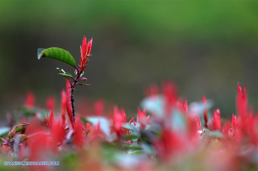 CHINA-GUIZHOU-HOJAS DE PRIMAVERA