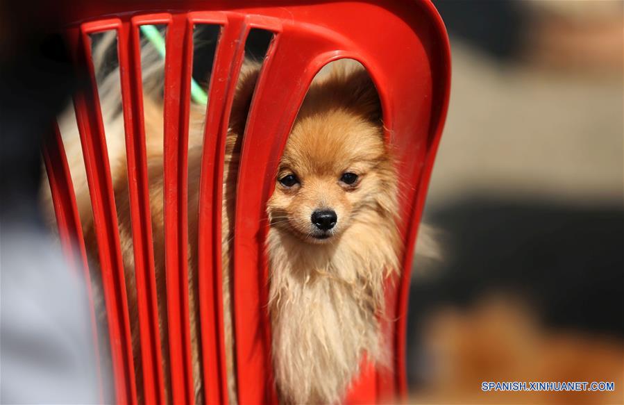 NEPAL-KATMANDU-EXPOSICION CANINA 