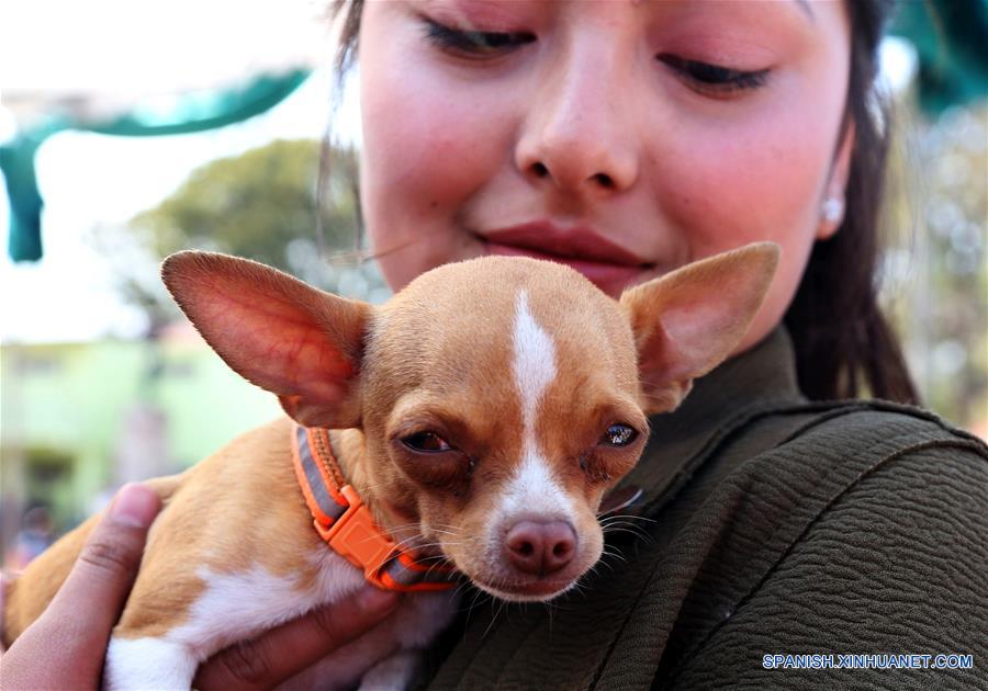 NEPAL-KATMANDU-EXPOSICION CANINA 