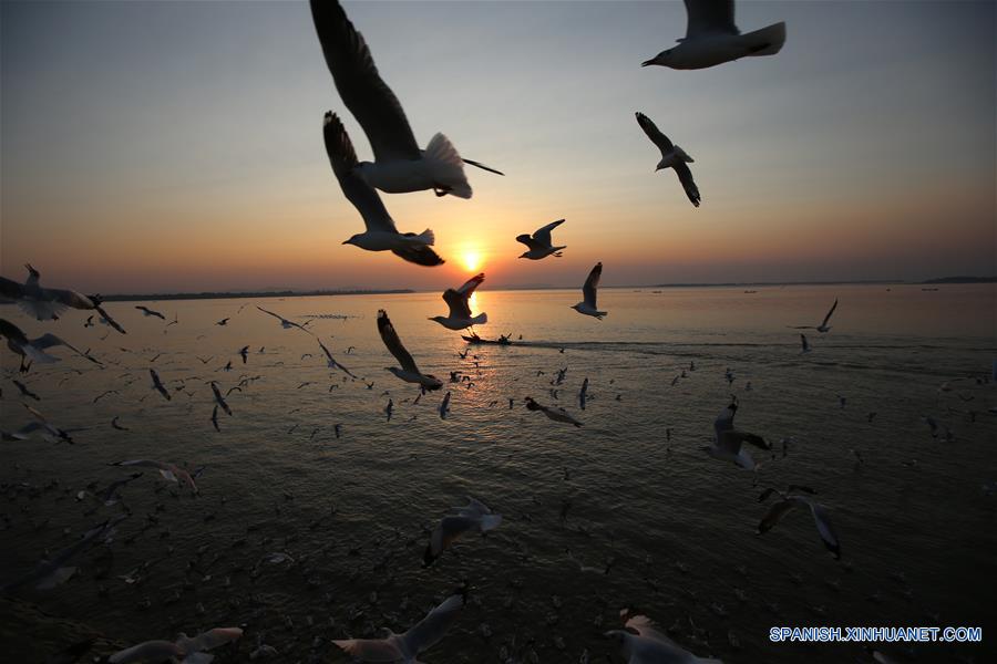 MYANMAR-MAWLAMYINE-GAVIOTAS-PUESTA DE SOL