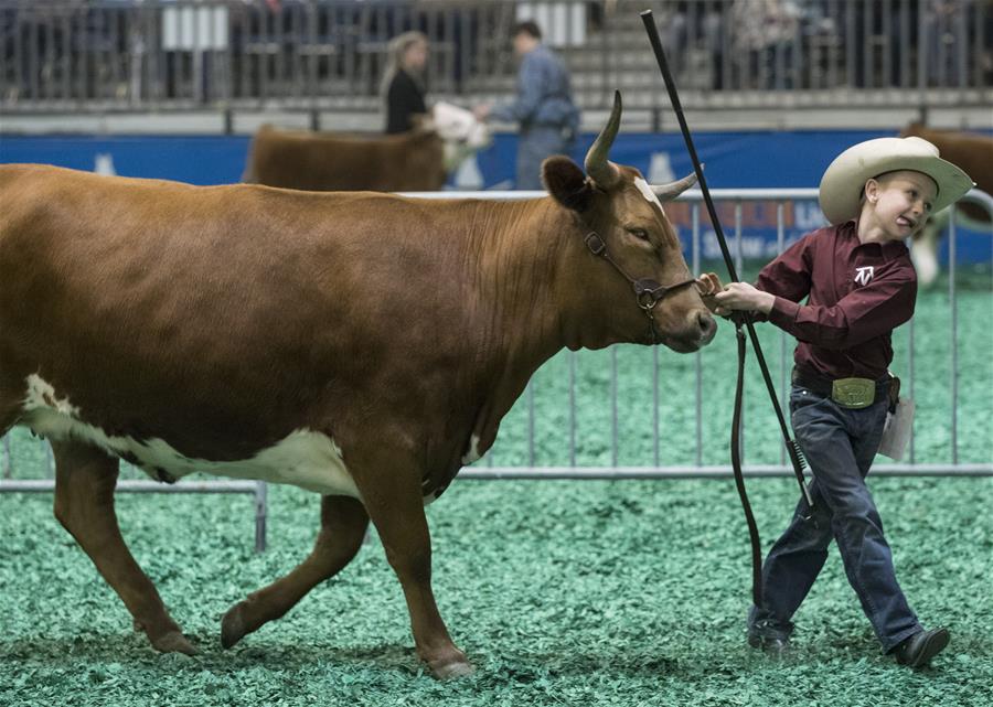 EEUU-HOUSTON-EXPOSICION DE GANADO-CONCURSO LONGHORN