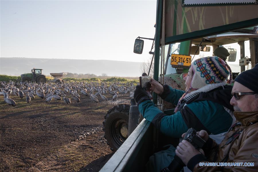 ISRAEL-VALLE DE JULE-AVES-MIGRACION