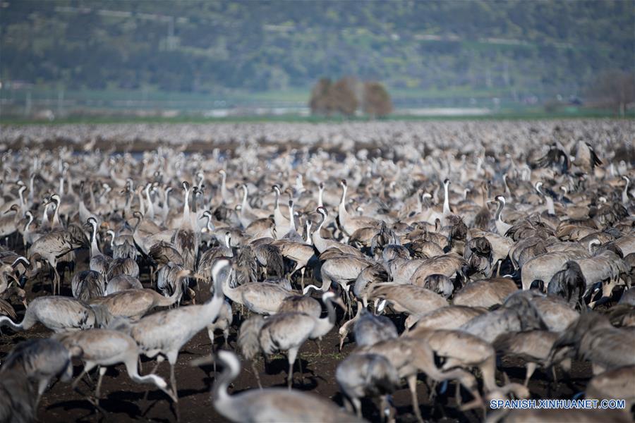 ISRAEL-VALLE DE JULE-AVES-MIGRACION