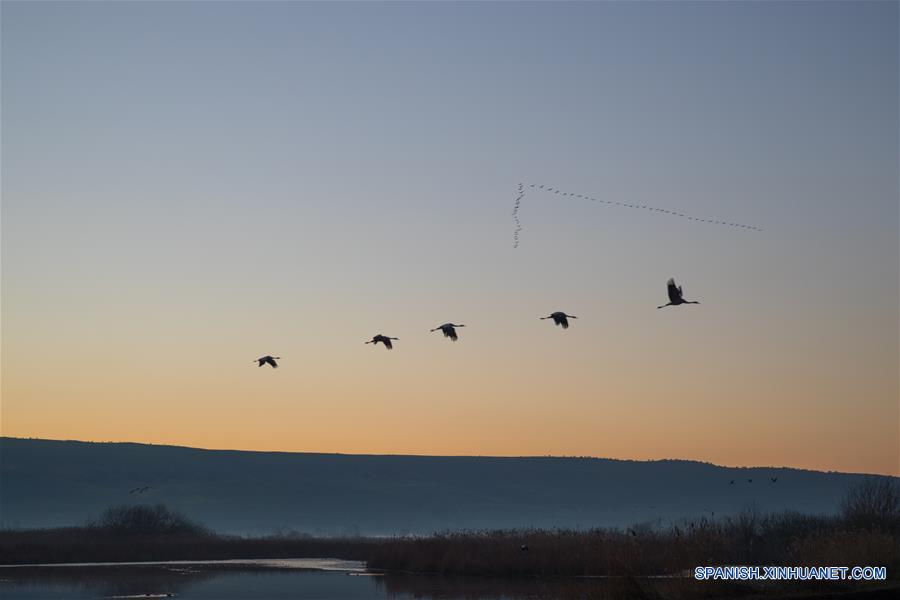 ISRAEL-VALLE DE JULE-AVES-MIGRACION