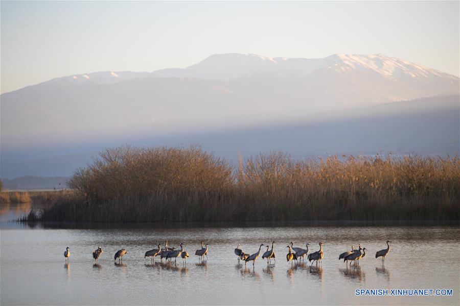 ISRAEL-VALLE DE JULE-AVES-MIGRACION