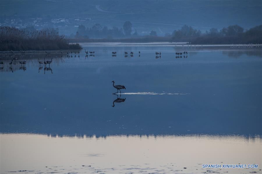 ISRAEL-VALLE DE JULE-AVES-MIGRACION