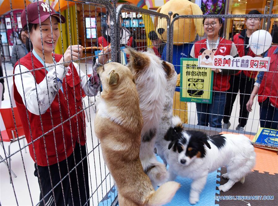 CHINA-SHANDONG-ANIMALES-ADOPCION