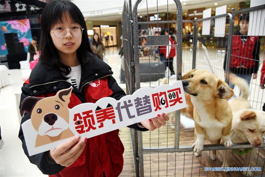 CHINA-SHANDONG-ANIMALES-ADOPCION