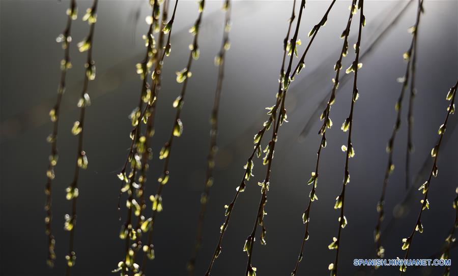 CHINA-SHANDONG-PRIMAVERA-ARBOL DE SAUCE