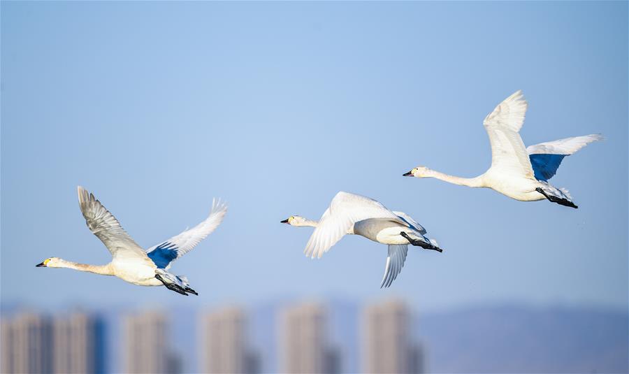 CHINA-ORDOS-CISNES