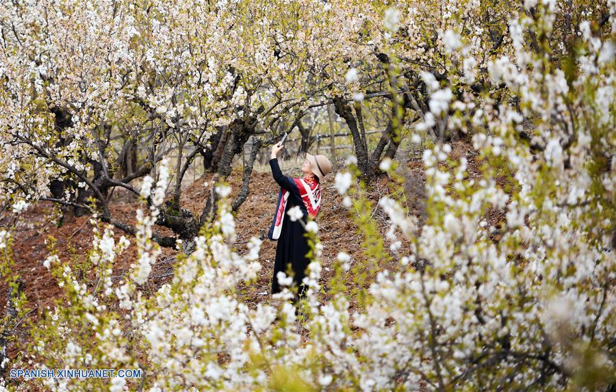 CHINA-SHAANXI-FLORES DE CEREZO