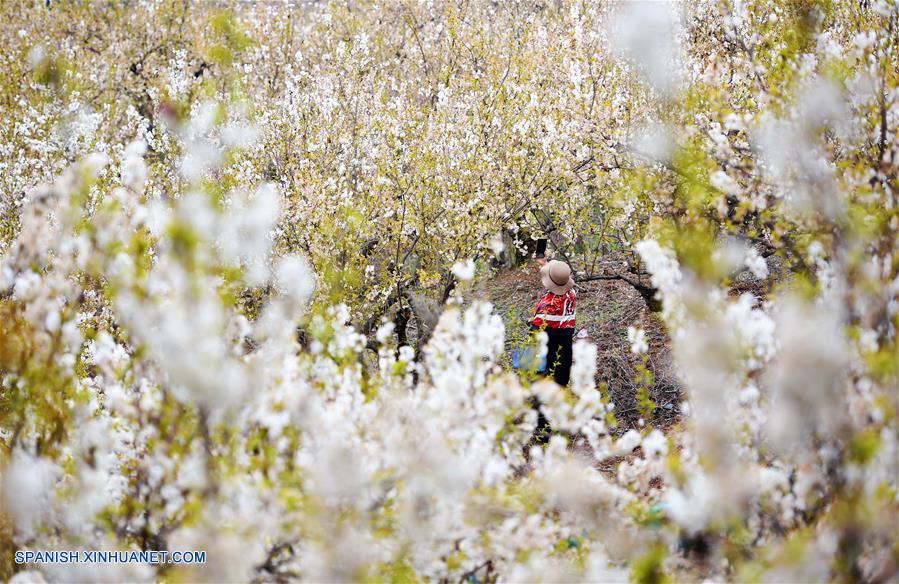 CHINA-SHAANXI-FLORES DE CEREZO