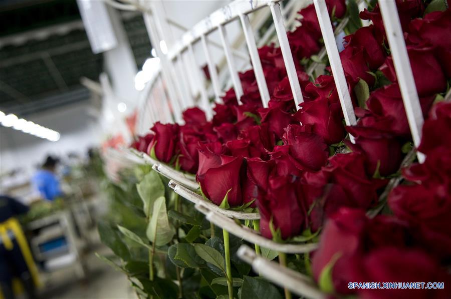 ECUADOR-TABACUNDO-CHINA-ROSAS
