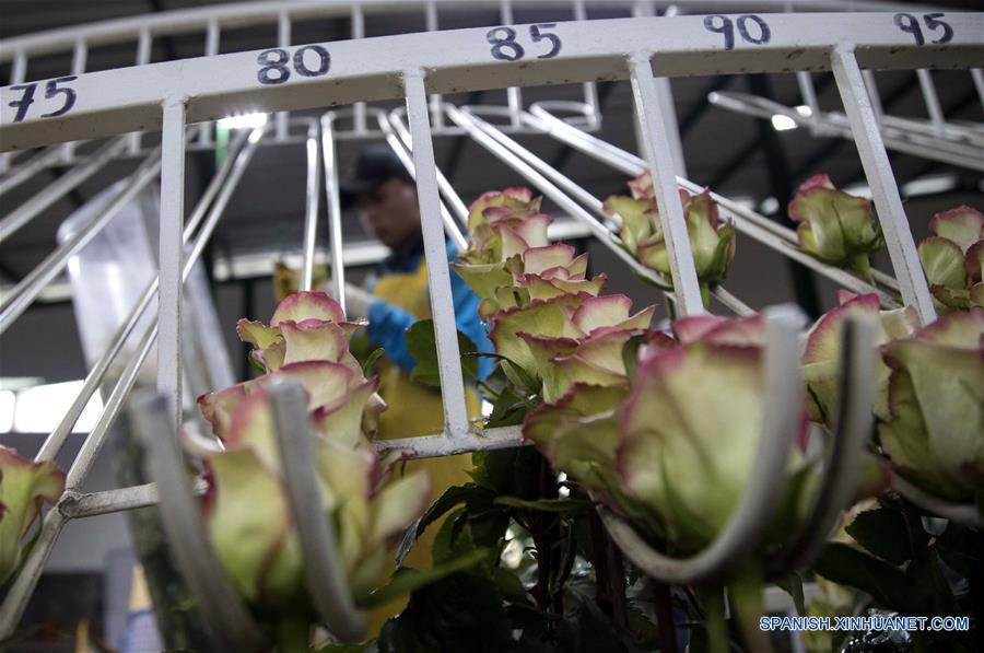 ECUADOR-TABACUNDO-CHINA-ROSAS