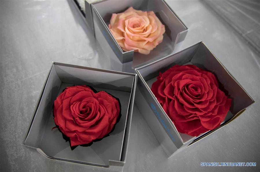 ECUADOR-TABACUNDO-CHINA-ROSAS
