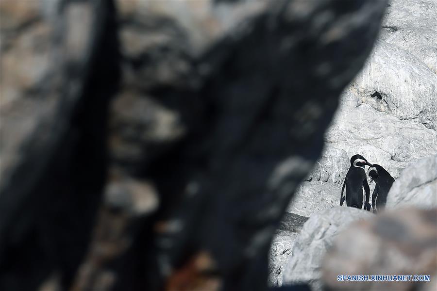 SUDAFRICA-CABO OCCIDENTAL-PINGUINOS