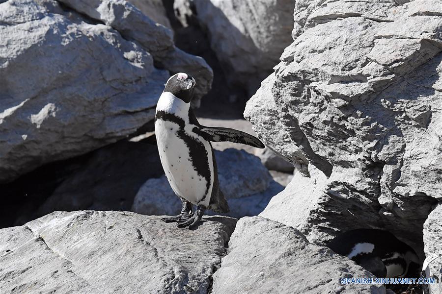SUDAFRICA-CABO OCCIDENTAL-PINGUINOS